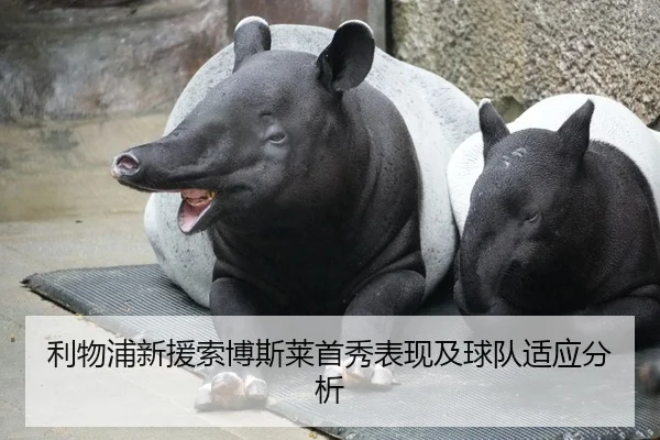 利物浦新援索博斯莱首秀表现及球队适应分析